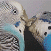 Budgie Health