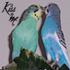 Budgie Links