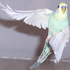 Budgie Pictures