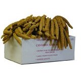 Worlds Freshest Spay Millet 5 Pound Box