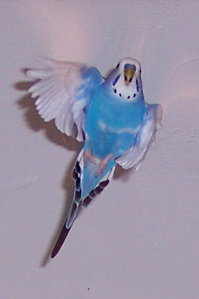 Cloude budgie flying