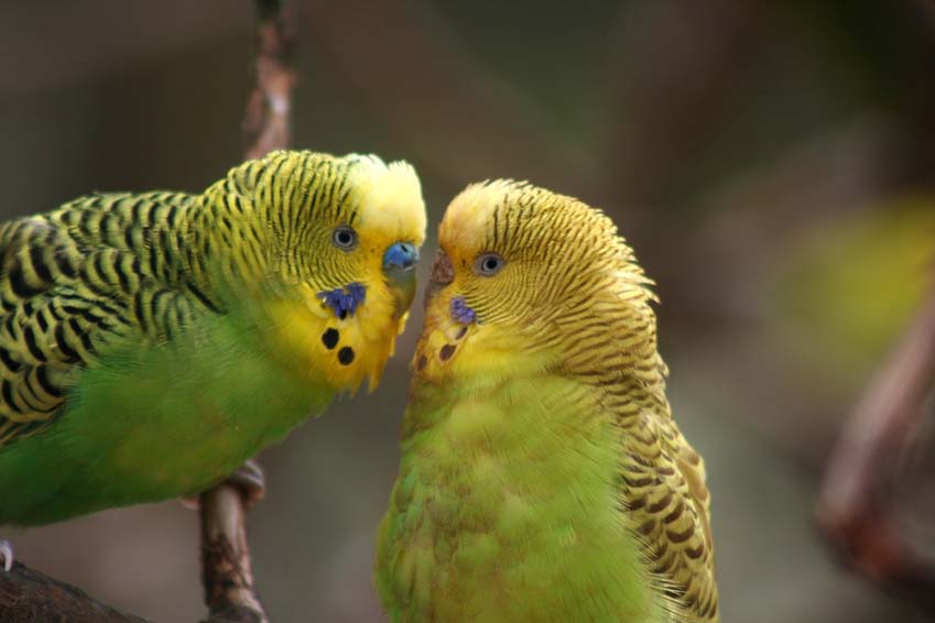 Budgie Picture: green budgies